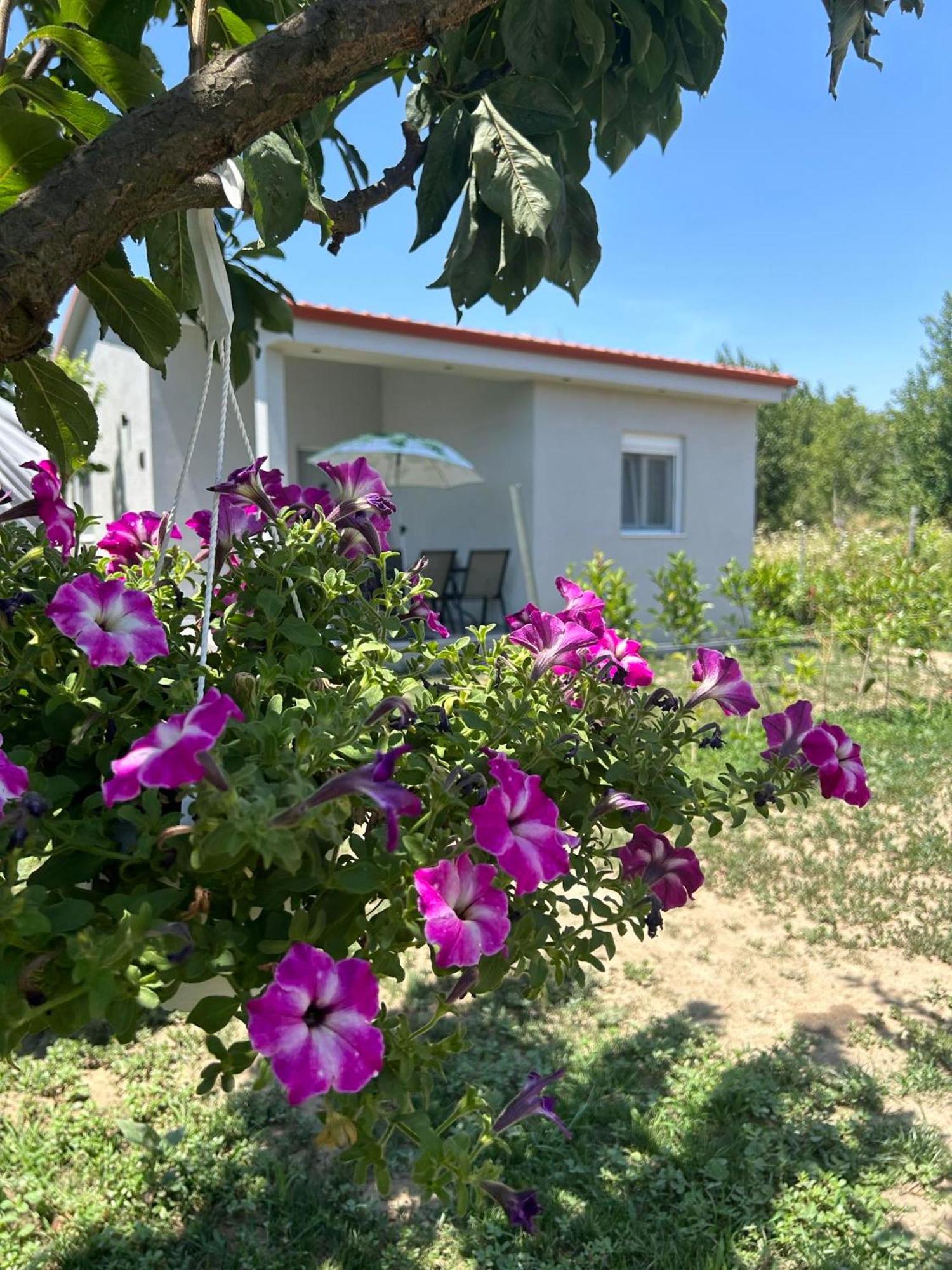 Ktima Mimoza Διαμέρισμα Συκιά Εξωτερικό φωτογραφία